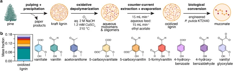 Conversion of aromatic monomers from pine-derived kraft lignin to muconate via engineered Pseudomonas putida KT2440. (a) Conversion of pine-derived kraft lignin to muconate via Cu-catalyzed oxidative depolymerization, counter-current extraction, rotary evaporation, and biological funneling with engi