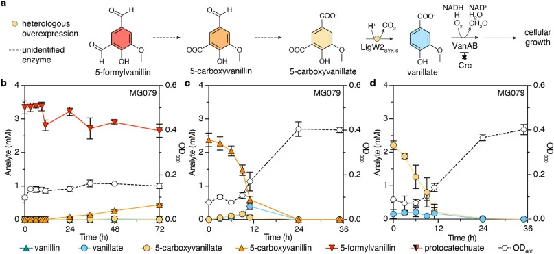 Overexpression of ligW2 enables robust growth of P. putida MG079 on 5-carboxyvanillate and 5-carboxyvanillin, but only minor growth on 5-formylvanillin, as the sole carbon and energy source. (a) ligW2 from SYK-6 was added to KMM022 to generate strain MG079, enabling the conversion of 5-carboxyvanill