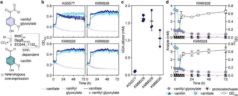 Phenyl glyoxylate decarboxylase homologs confer utilization of vanillyl glyoxylate in P. putida KT2440. (a) Three thiamine pyrophosphate (TPP)-dependent phenyl glyoxylate decarboxylase homologs, MdlC from Pseudomonas putida (previously Arthrobacter siderocapsulatus; PP), DpgB from Pseudomonas stutze