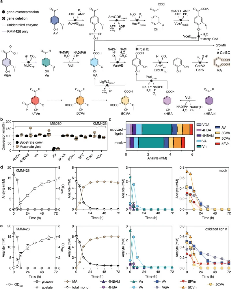 KMM428 produces muconate from pine-derived depolymerized kraft lignin. (a) Heterologous and native metabolic pathways for the conversion of acetovanillone (AV), vanillyl glyoxylate (VGA), vanillin (Vn), vanillate (VA), 5-formylvanillin (5FVn), 5-carboxyvanillin (5CVn), 5-carboxyvanillate (5CVA), 4-h