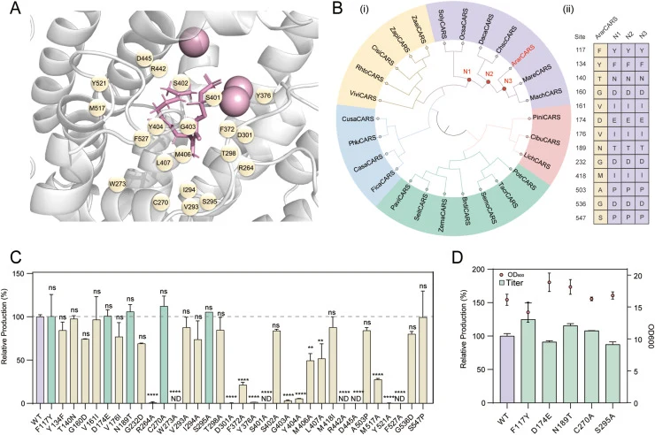 Ancestral sequence reconstruction and semirational designed ArarCARS exhibited improved activity. (A) Stereo diagram showing simulated protein structure of ArarCARS with 3 Mg2+-FPP (depicted as a pink stick model). The surrounding residues of 3 Mg2+-FPP within 5 Å were depicted as yellow spheres and