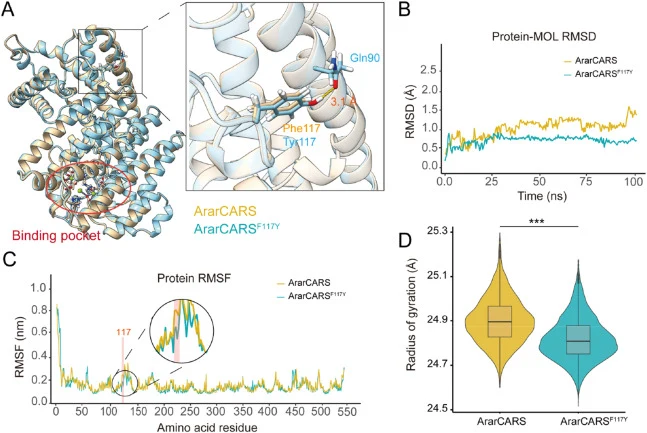 Molecular dynamics simulations reveal enhanced stability of the F117Y mutant. (A) Analysis of the tertiary structure of native ArarCARS and ArarCARSF117Y. (B) Protein-MOL RMSD of native ArarCARS and ArarCARSF117Y. (C) Protein RMSF of native ArarCARS and ArarCARSF117Y. (D) Radius of gyration (Rg) val