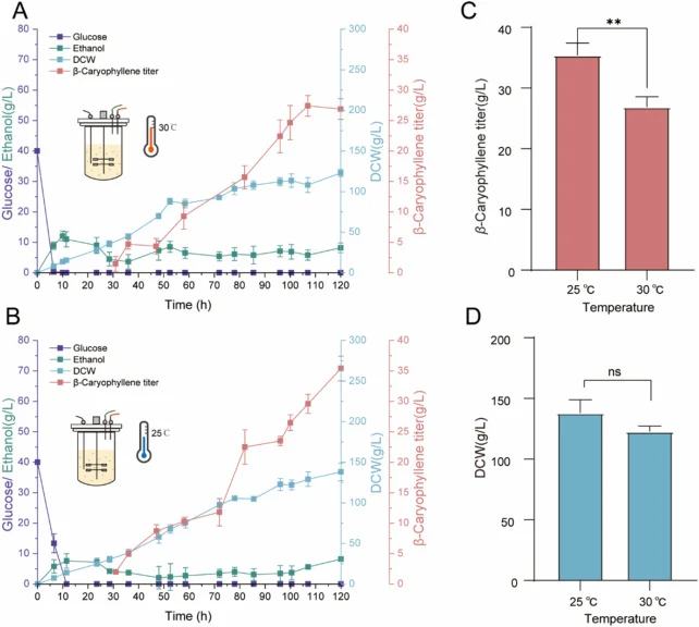 β-Caryophyllene production via optimized fed-batch fermentation. (A, B) Time-course profiles of glucose (purple, g/L), ethanol (green, g/L), cell dry weight (CDW, blue, g/L), and β-caryophyllene titer (red, mg/L) during fed-batch fermentation of strain JAM102 in 1 L parallel bioreactors at 30 °C (A)