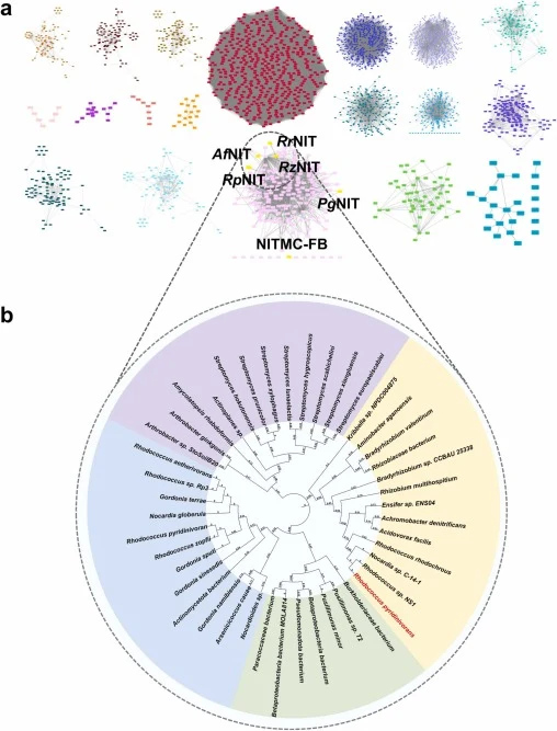 Clustering and evolutionary relationships of nitrilase from different sources. a) The sequence similarity network. b) The phylogenetic tree was constructed using the neighbor‐joining method. The reported sequences are marked with a black dotted circle, and the probe sequence is indicated in red in t
