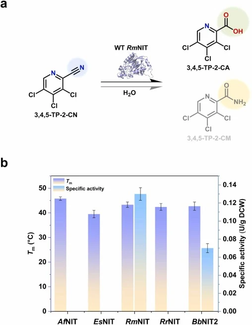 Wet assay experiment for activity screening of nitrilase. a) Schematic representation of the two catalytic pathways of the RmNIT toward 3,4,5-TP-2-CN. Hydrolysis produces the desired carboxylic acid, 3,4,5-TP-2-CA, whereas hydration generates the corresponding amide byproduct, 3,4,5-TP-2-CM. b) Subs