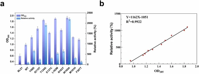 Hotspot screening based on substrate-specific absorbance high-throughput screening strategy. a) High-throughput screening of site-saturation mutagenesis libraries for improved RmNIT variants. b) Correlation between OD285-based quantification and HPLC analysis of reaction products.