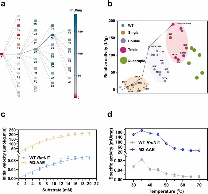 Identification and characterization of the optimal RmNIT variant through iterative saturation mutagenesis. a) Successive rounds of screening for mutants that provided the greatest increase in catalytic efficiency from among the pool of 9 rationally guided amino acid conversions. Gray lines show iter