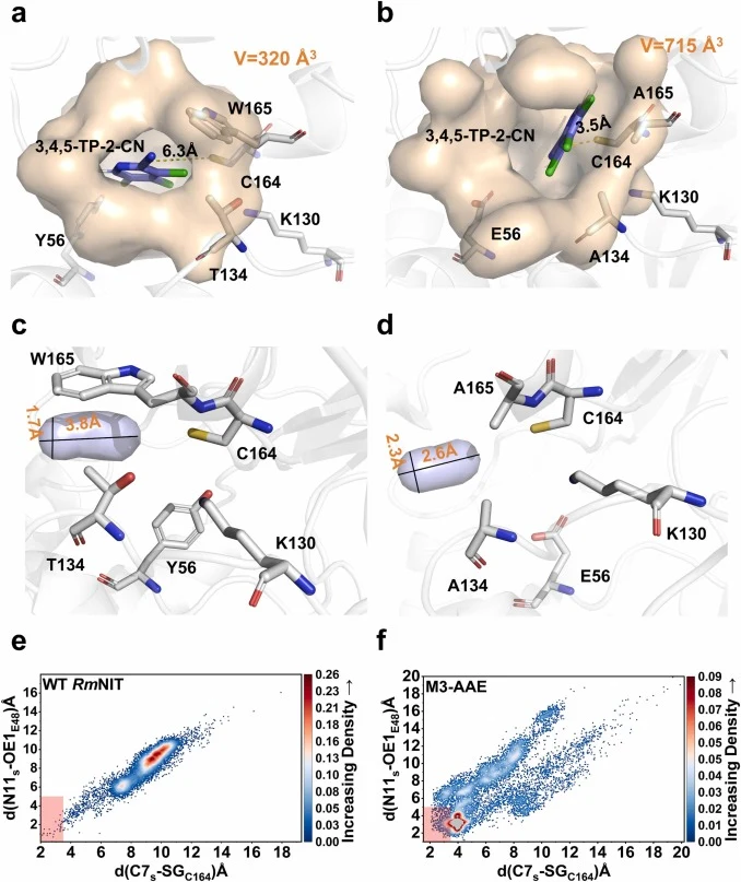 Structural and mechanistic insights into the enhanced catalytic performance of M3-AAE. a) Structural remodeling of the catalytic pocket in wild-type RmNIT. b) Structural remodeling of the catalytic pocket in M3-AAE. c) Substrate channel analysis of WT RmNIT. d) Analysis of the substrate channel of t