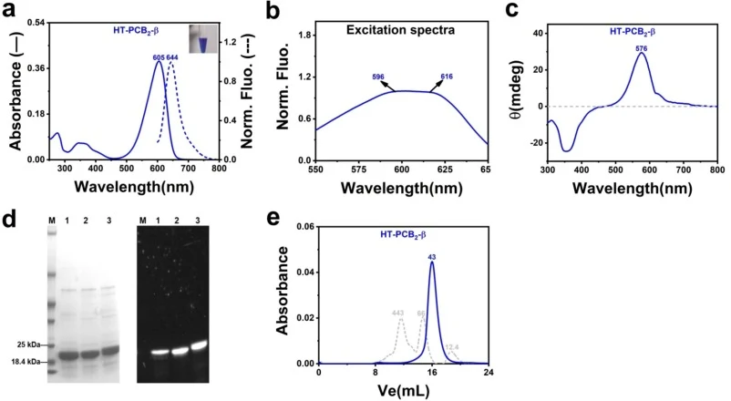 Biosynthesis of HT-PCB2-β. (a) Absorption (blue solid line) and fluorescence emission spectra (blue dashed line) of HT-PCB2-β. (b) Fluorescence excitation spectra of HT-PCB2-β (λem = 660 nm). 596 nm corresponds to the absorbance maximum of the chromophore β153-PCB, 616 nm corresponds to the absorban