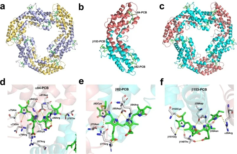 Crystal structure of the assembled CPC trimers (HT-αβ)3. (a) Structure of the natural CPC trimer from Nostoc (PDB ID 7EYD). Subunits α and β are represented by yellow-orange and light-blue cartoons, respectively, while the PCB chromophore is depicted in green. (b) Crystal structure of the monomer HT