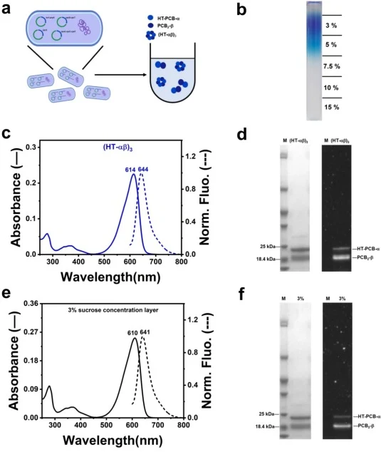 Biosynthesis of CPC trimers. (a) Schematic representation of biosynthesized CPC trimers. Plasmids pET-cpcA N-his-cpcE-cpcF (SmR), pCOLA-cpcB-cpcT, pACYC-ho1-pcyA, and pBAD-cpcS were co-transformed into E. coli, first induced with IPTG for 20 h, then induced with L-arabinose for 24 h to obtain the tr