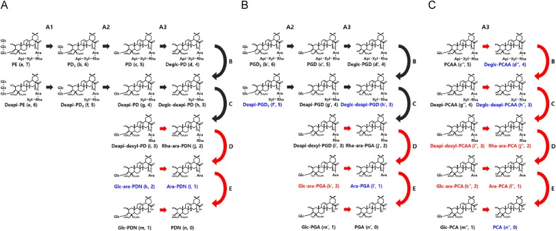 Proposed sequential deglycosylation pathways of (A) PDN-, (B) PGA-, and (C) PCA-type platycosides by Rapidase PL Classic. A1, A2, and A3 denote removal of the C-3 outer, middle, and inner glucosyl residues, respectively, whereas B, C, D, and E denote removal of the C-28 apiosyl, xylosyl, rhamnosyl,