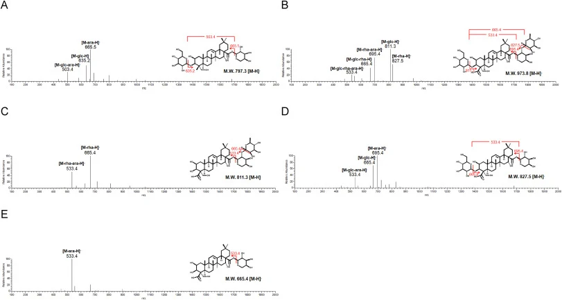 LC-MS/MS analysis supporting the provisional structural assignments of previously unreported platycosides. (A) Glc-ara-PGA (entry = k′, glycoside number = 2). (B) Deapi-dexyl-PCAA (i″, 3). (C) Rha-ara-PCA (j″, 2). (D) Glc-ara-PCA (k″, 2). (E) Ara-PCA (l″, 1). Numbers in the LC-MS/MS spectra indicate