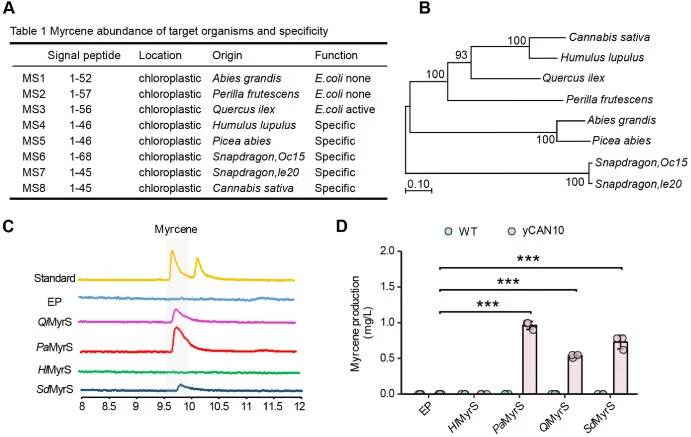 Screening for active myrcene synthases in S. cerevisiae. A. Research on myrcene synthase information from different sources. B. Phylogenetic tree analysis of myrcene synthase from different sources. C. The GC-MS/MS spectra of sample produced by heterologous myrcene synthase and standard of myrcene.