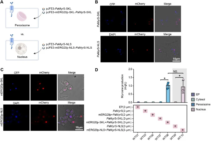Compartmentalization for myrcene production in S. cerevisiae. A. Subcellular localization of enzymes with the expression of a high-copy plasmid. B. Subcellular localization of PaMyrS in the nucleus and peroxisome. C. Subcellular localization of mERG20p in the nucleus and peroxisome. D. Myrcene produ