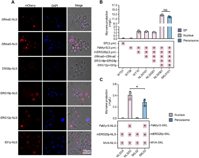 Reconstructing the MVA pathway improves the production of myrcene. A. Subcellular localization of MVA related enzymes in the nucleus. EfMvaE, EfMvaS, ERG8p, ERG19p, ERG12p, and IDI1p, with a nuclear localization sequence, was fused with the mCherry. DAPI staining was used as the positive control of