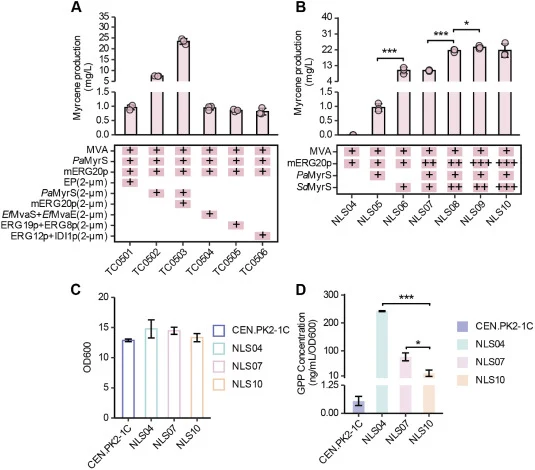 Overcoming rate-limiting steps in the nuclear myrcene synthetic pathway. A. Evaluation of rate-limiting steps by compensating for the expression of involved enzymes using a high-copy plasmid (2μ). B. Impact of increasing the copy number of restrictive enzymes and overexpressing MVA pathway on myrcen