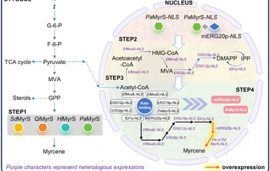 酵母细胞核区室化工程提升月桂烯生物合成