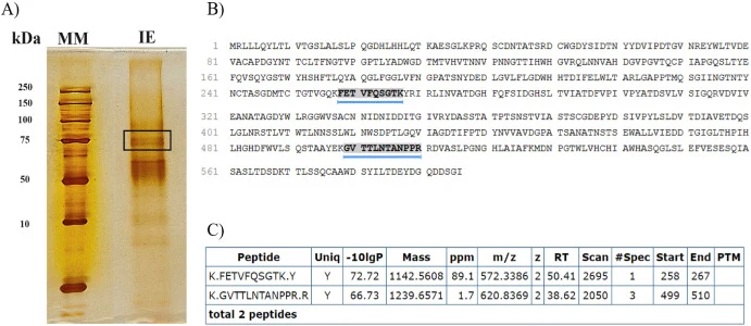 Identification of native C. cubensis laccase expressed in the medium containing coffee husks. A) SDS-PAGE of laccase partially purified by ion exchange (IE) chromatography using a diethylaminoethyl cellulose anion exchange column (DEAE) at pH 6.0; B) Coverage of the two peptides identified in the pr