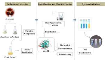 Heterologous expression of a thermostable laccase from Chrys