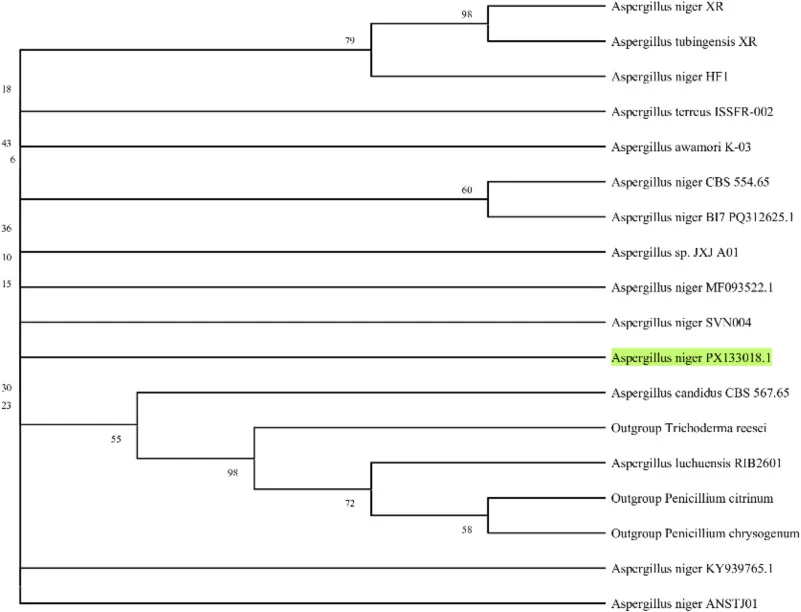 黑曲霉(Aspergillus niger)菌株18S rRNA基因的邻接法系统发育树(登录号:PX133018.1)。