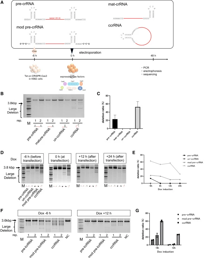 Evaluation of genome-editing activity using ccrRNAs (A) Timeline of the CRISPR-Cas3 genome-editing assay using K562-tet-Cas3-cascade cells transfected with various crRNA structures. The spacer sequence for target recognition is shown in red; bold text indicates 2′-O-methyl modifications; asterisks (