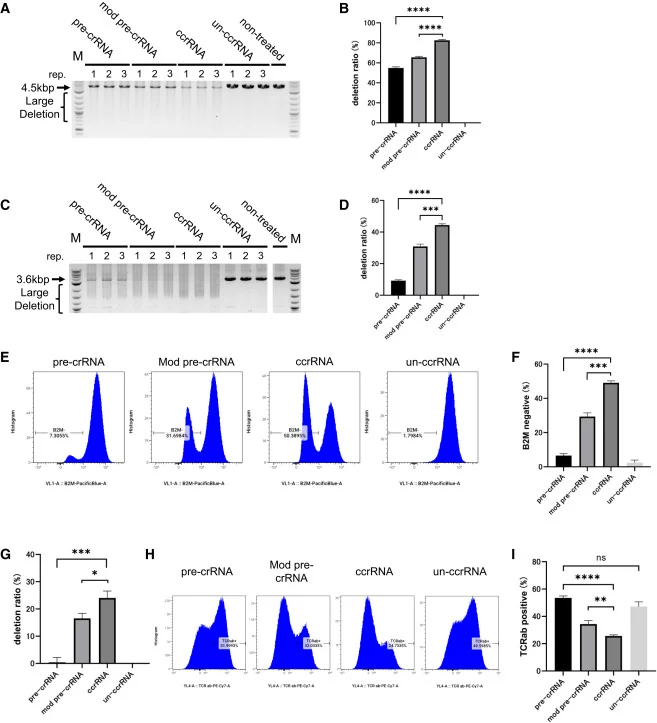 Genome-editing efficiencies and associated phenotypic alterations at additional target loci (A) Electrophoresis of PCR products showing genomic deletions induced by CRISPR-Cas3 with ccrRNA targeting the CCR5 gene. (B) Editing efficiency for each lane was calculated as: (intensity of the 4.5 kbp wild