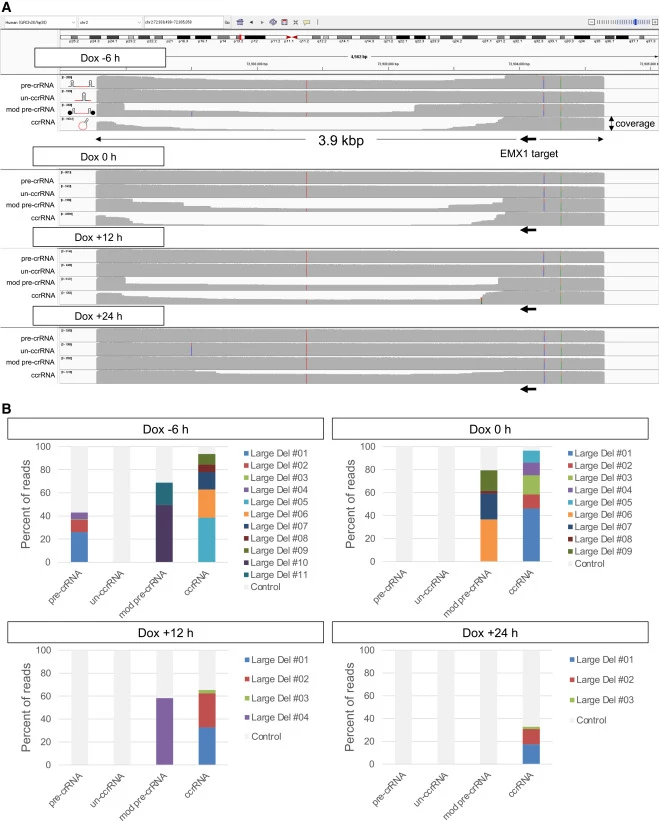 Long-read analysis of genome-editing patterns induced by CRISPR-Cas3 (A) Genome-editing patterns at the EMX1 target locus analyzed using nanopore sequencing. The sequencing data were visualized using IGV (Integrative Genomics Viewer). Arrows indicate the crRNA target sites. (B) Genome-editing patter