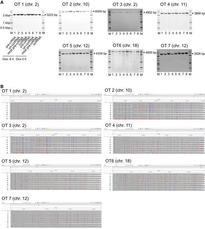 Off-target effects of CRISPR-Cas3-mediated genome editing using ccrRNA (A) PCR analysis of previously reported off-target candidate sites for EMX1-targeting crRNA. Lanes 1–4 correspond to samples in which doxycycline (Dox) was added 6 h prior to crRNA transfection; lanes 5–8 correspond to samples in