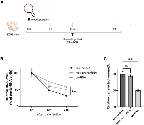 Intracellular stability of ccrRNAs (A) Workflow for intracellular crRNA quantification. (B) Time-course analysis of intracellular crRNA levels at 6, 12, and 24 h post-transfection, quantified by RT-qPCR. Data are presented as the mean ± standard deviation (n = 3). ∗∗p < 0.01. (C) Comparison of intra