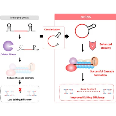 Enhanced CRISPR-Cas3-mediated genome editing using circulari
