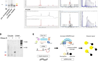 环化crRNA增强CRISPR-Cas3基因组编辑效率