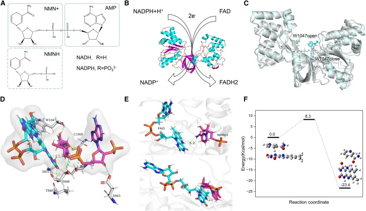 Structural comparison (A) Comparison of the molecular structures of NADPH, NADH, and NMNH. (B) Electron transfer process from NADPH to FAD: NADPH loses electrons to NADP+, while FAD gains electrons to form FADH2. (C) Comparison of the stacking of P450BM3 proteins bound and unbound to NADPH, highligh