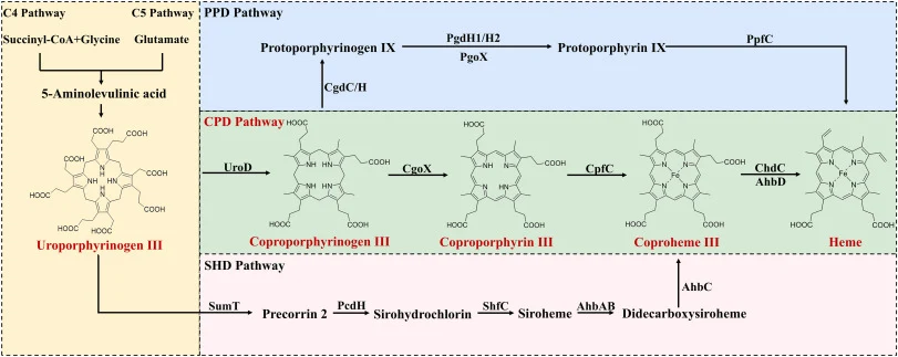 Schematic overview of heme biosynthesis pathways. Heme biosynthesis initiates with the formation of 5-ALA, which is synthesized either via the C4 pathway from succinyl-CoA and glycine or via the C5 pathway from glutamate. 5-ALA is subsequently converted into UPG III, a central branch-point intermedi