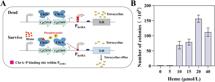 Design and functional characterization of a ChrSA-based heme-responsive biosensor for growth-coupled screening. A: Schematic illustration of the ChrSA two-component system linking intracellular heme sensing to tetracycline resistance-dependent growth. In the absence of heme, ChrS remains inactive an