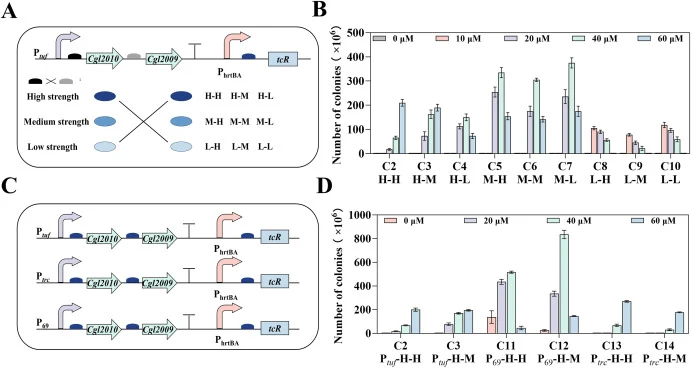 Tuning the response range of the ChrSA-based heme biosensor by RBS and promoter modulation. A: Schematic illustration of combinatorial expression of ChrS and ChrA using ribosome binding sites (RBSs) with high (H), medium (M), and low (L) translation strengths, generating nine ChrS-ChrA expression co