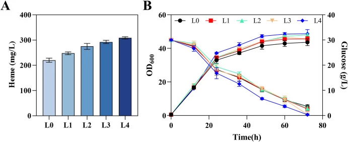 Stepwise genomic replacement of evolved CPD pathway enzymes leads to enhanced heme production in C. glutamicum . A: Heme production levels of strains L1–L4, generated by sequential chromosomal substitution of the highest-performing CPD pathway enzyme variants identified through biosensor-guided scre