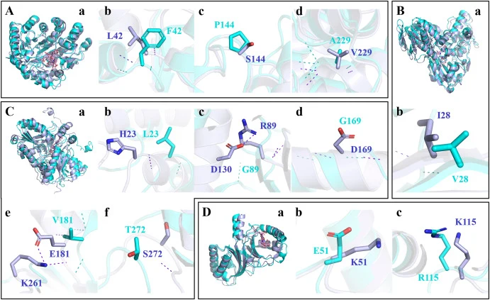Structural c haracteristics of HemE, HemY, HemH, and HemQ m utants. A: The overall structure and mutation sites of HemE; a: The overall structure of HemE; b – d: The mutation sites of HemE. B: The overall structure and mutation sites of HemY; a: The overall structure of HemY; b: The mutation sites o