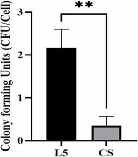 Bacillus subtilis L5 cell surface adherence on IPEC-J2 cells. The ability of L5 to adhere to the IPEC-J2 cells after 3 h co-culture, commercially strain (CS) was used as a comparative strain. Result was calculated as colony forming units (CFU/cell) of L5 and CS. Data are presented as mean ± standard