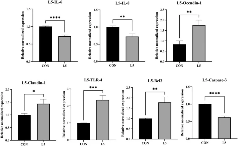 Relative mRNA expression of immune response-related genes in IPEC-J2 cells. The co-culture assay was performed for 6 h with L5 in IPEC-J2 cells. The relative expression of cytokine genes, including IL-6, IL-8, TLR4, Claudin-1, Occludin, Caspase-3 and Bcl-2 was examined by qRT PCR. The expression lev