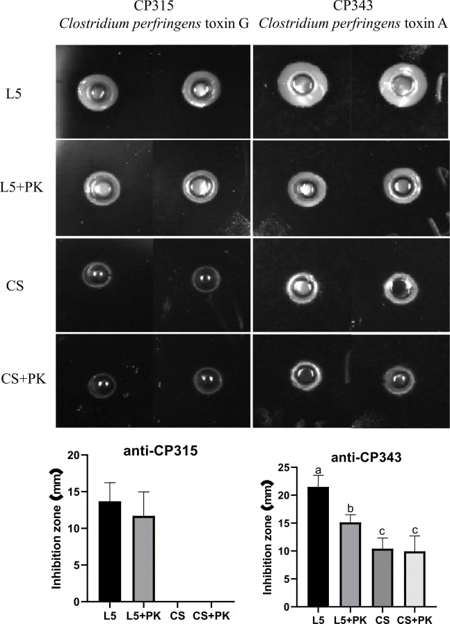 Agar Spot Assay Revealed Antimicrobial activity of Bacillus subtilis L5 against Clostridium perfringens . C. perfringens toxin G (CP315) or toxin A (CP343) agar plates with, L5 CFS, L5 CFS was treated with proteinase K, CS CFS and CF CFS was treated with proteinase K. Data are presented as mean ± st