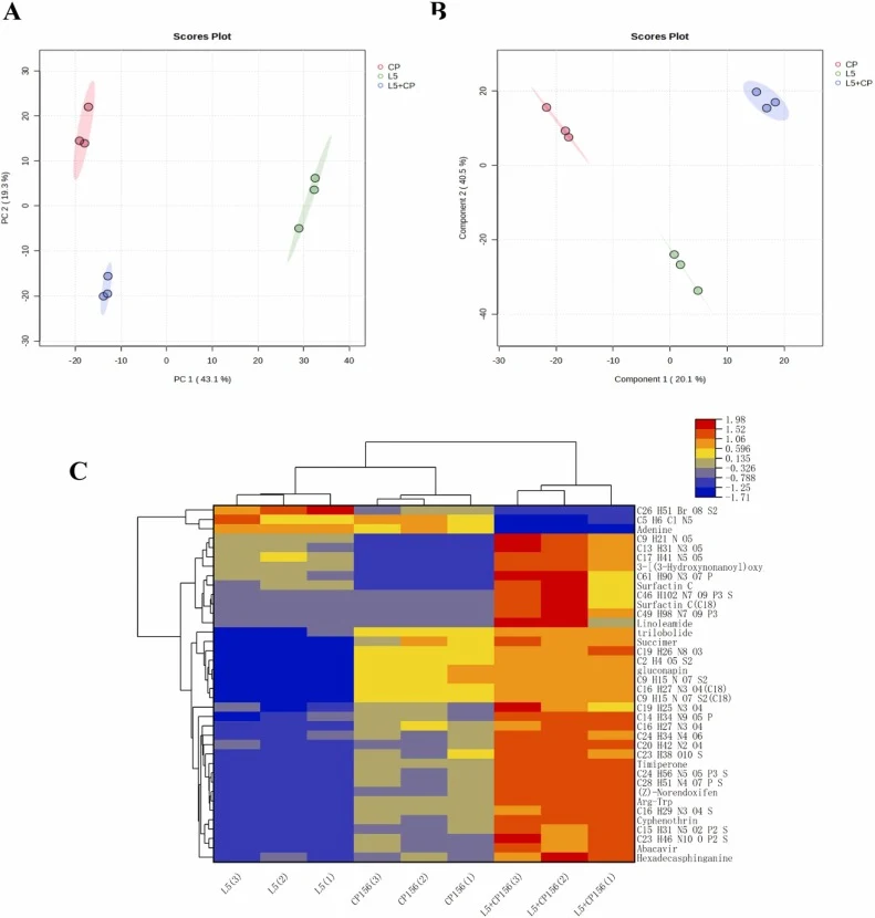 Metabolic sequencing results of bacterial culture of L5 and Clostridium perfringens . A&B, score plot of PCA model and PLS-DA model of variance showing clear separation between alone and co-culture metabolomic profiles of L5 and CP. Detail list of the metabolites are provided in Supplementary Table