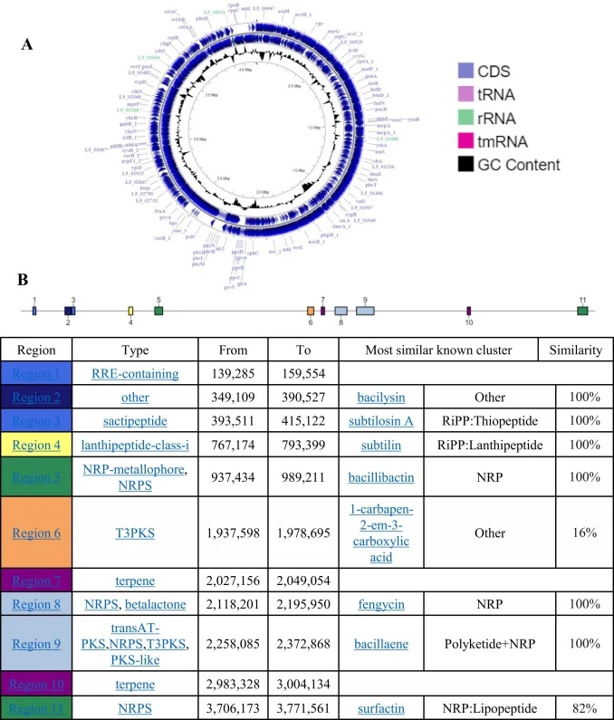 General genomic feature of B. subtilis L5. A. Graphical representation of the circular genome map of L5. From the outside to the center: (Kiu and Hall, 2018) Predicted CDSs transcribed in the clockwise direction (Uzal et al., 2010). Predicted CDSs transcribed in the counterclockwise direction (Li et