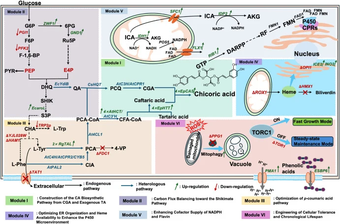 Overview of the systematic metabolic engineering strategies evaluated for CA production in S. cerevisiae. The progressive engineering framework encompasses six modules: (I) construction and enhancement of the chicoric acid biosynthetic pathway; (II) pathway balancing upstream precursor supply and sh