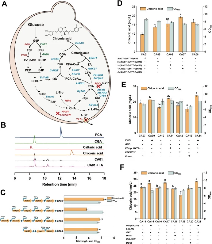 Construction and optimization of the CA biosynthetic pathway in S. cerevisiae. (A) Metabolic engineering strategy for CA biosynthesis. Overexpressed, attenuated or deleted, and heterologous genes are shown in green, red, and blue, respectively. (B) HPLC chromatograms of the standards and fermentatio
