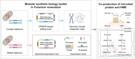 Research framework for the development of a modular synthetic biology toolkit in Fusarium venenatum based on replicon engineering. The study established a modular synthetic biology toolkit comprising curable and stable mitochondrial-derived replicons, CRISPR-based genome editing tools, gene expressi