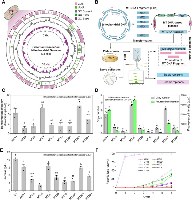 Screening and characterization of stable and curable mitochondrial genome-derived replicons in Fusarium venenatum. (A) The mitochondrial genome (78 kb) was visualized in a circular map displaying genomic features and nucleotide composition. From outer to inner rings, the map shows coding DNA sequenc