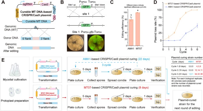 Development of a curable replicon-based CRISPR/Cas9 system for accelerated iterative genome editing. (A) Schematic illustration of the curable replicon-based CRISPR/Cas9 plasmid system. The episomal plasmid contains a curable mitochondrial DNA-derived replicon, the Cas9 expression cassette, sgRNA, h