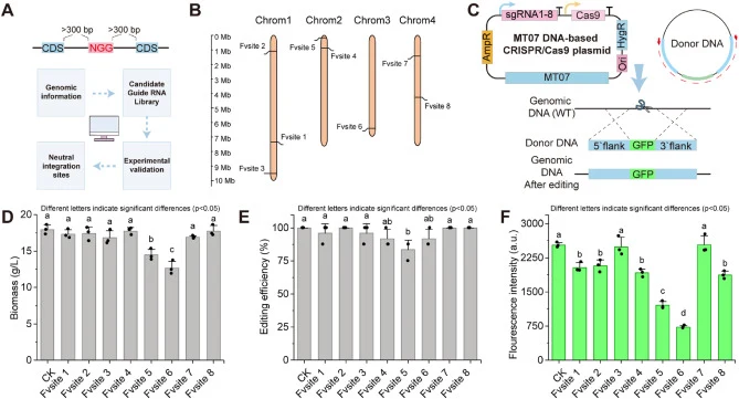 Identification and characterization of neutral genomic integration sites. (A) Workflow for neutral integration site screening. Candidate genomic loci were first selected based on genomic information and sgRNA accessibility (presence of PAM sequences located >300 bp away from coding sequences), follo