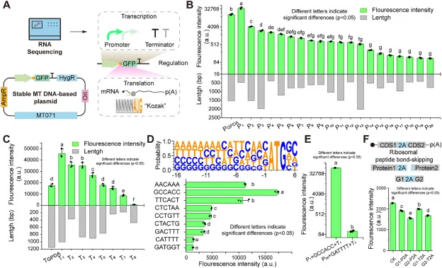Characterization and optimization of transcriptional and translational regulatory elements in an MT071-based episomal expression system. (A) Schematic illustration of the episomal expression system based on the stable mitochondrial DNA-derived replicon MT071. RNA sequencing data were used to identif